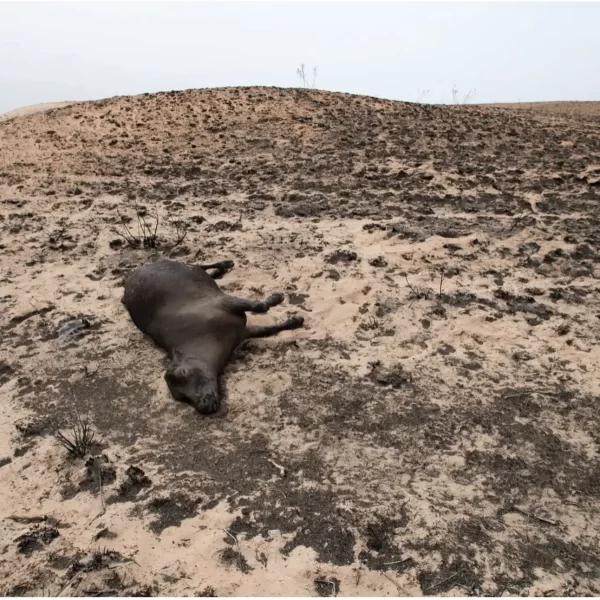 A dead cow lays on Currie Smith’s ranch after it was burned by the Smokehouse Creek fire in Hemphill County. Credit: Justin Rex for The Texas Tribune